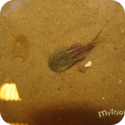 Triops granarius