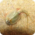 Triops longicaudatus