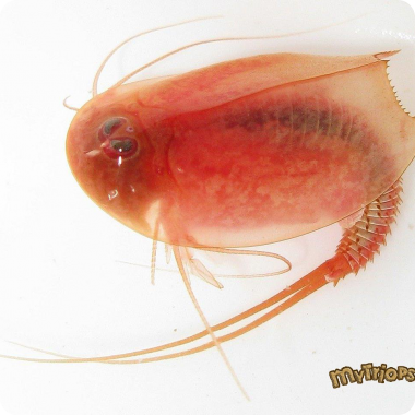 Triops cancriformis (red)