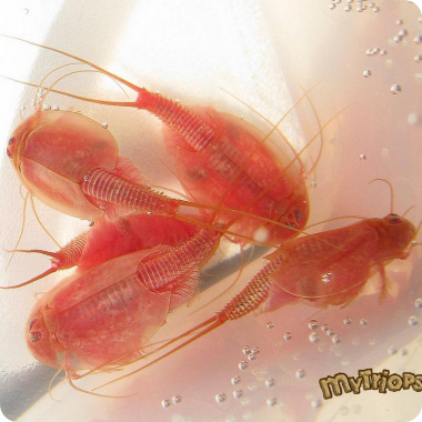 Triops cancriformis (red)