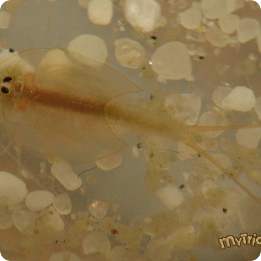 Triops longicaudatus