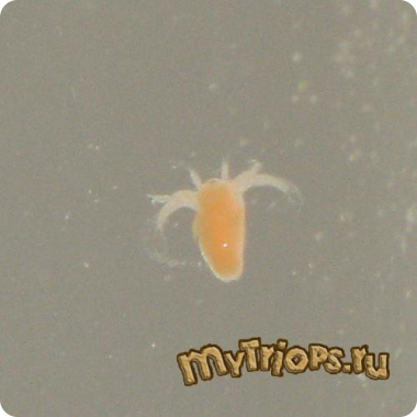 Triops longicaudatus