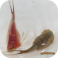 Triops newberryi