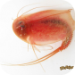 Triops cancriformis (red)