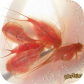 Triops cancriformis (red)