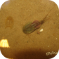 Triops granarius