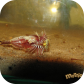 Triops granarius