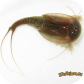 Triops sp. (black)